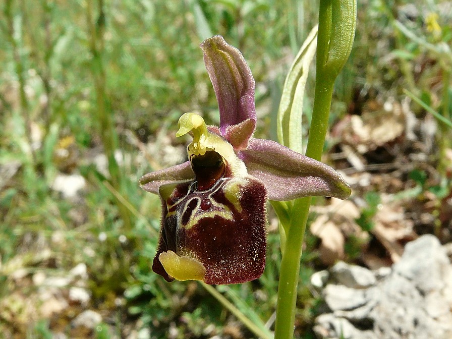 Variabilita'' di Ophrys holosericea (=O. fuciflora)....